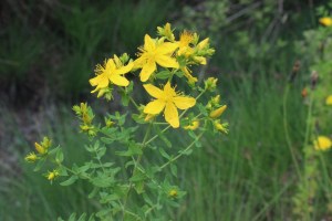 hypericum perforatum (1200 x 800)